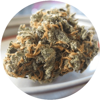 Marijuana Bud Northern Lights