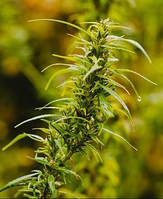 Hemp Plant