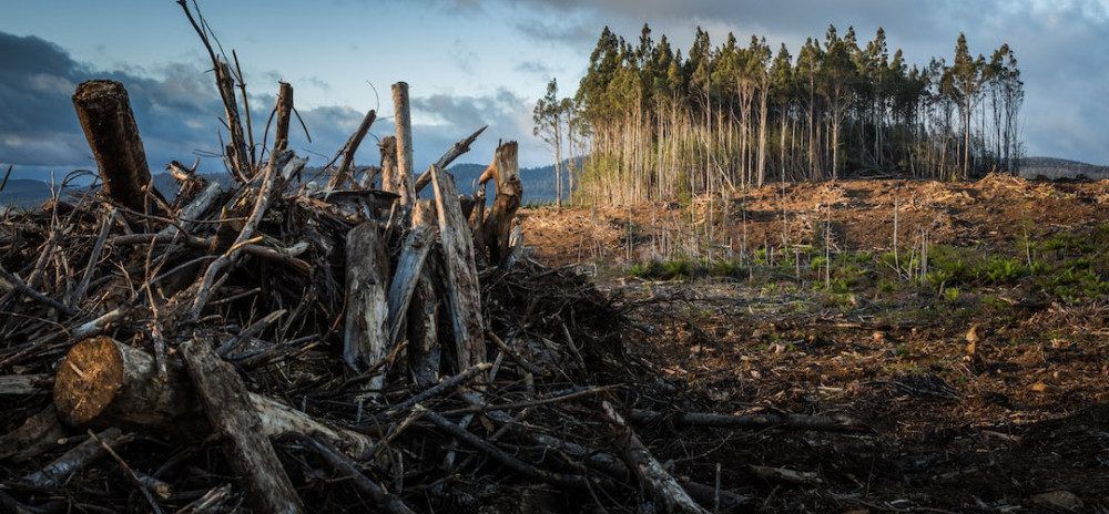 Mass Tree Removal