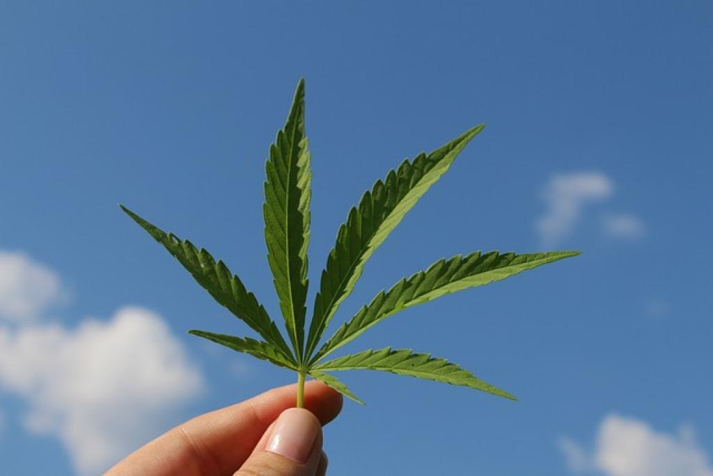 Hand holding hemp leaf to the sky