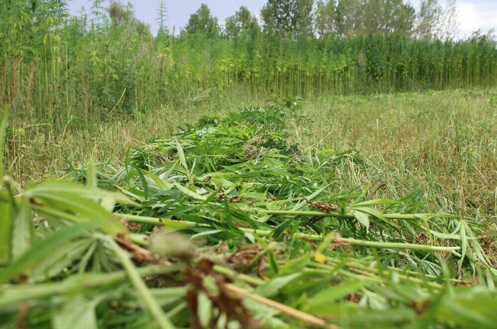 Industrial Hemp Field
