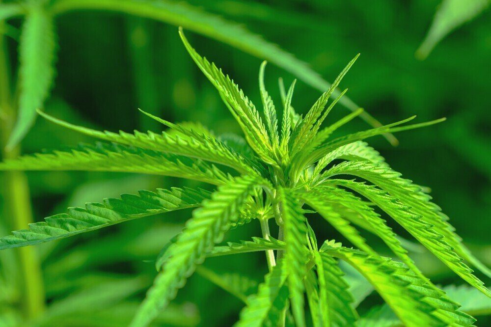Industrial Hemp