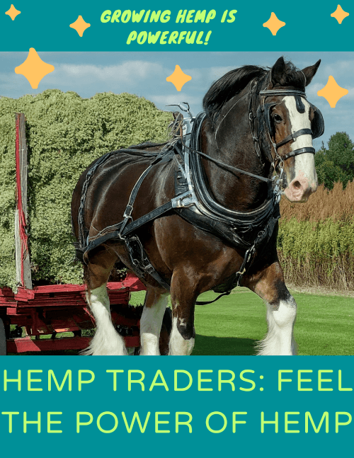 Hemp Traders Flyer created by GGWHSF AI assisted