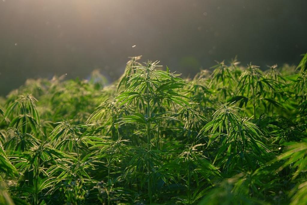 Hemp Plants