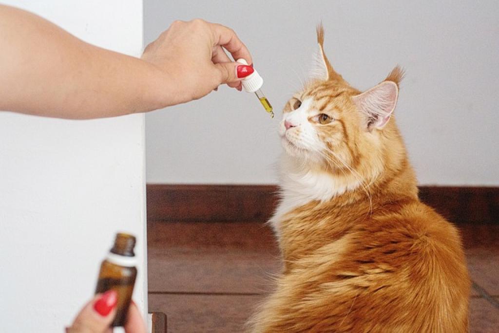 Cat taking CBD tincture