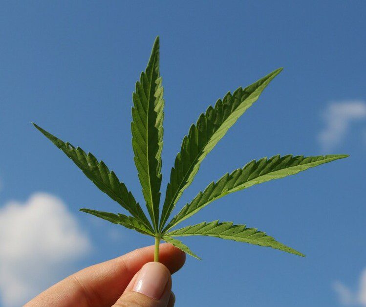 Hemp Leaf with Blue Sky