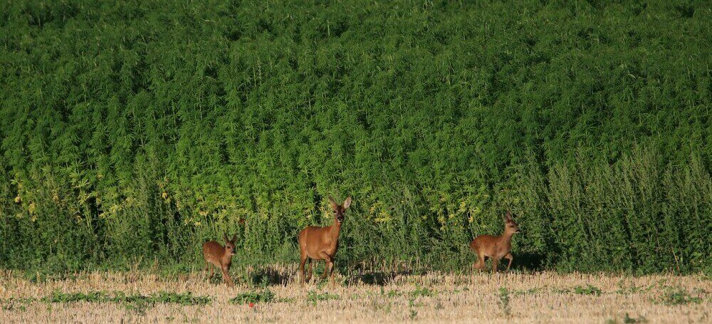 Industrial Hemp and Biodiversity